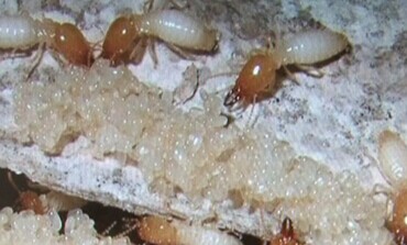 为什么建设房间时要预防白蚁？