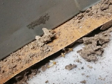 盐步小区木地板遭白蚁危害怎么办?