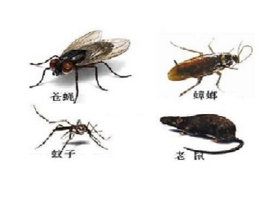 盐步除四害消杀公司没有看到害虫出现,有必要实行定期虫害防治吗?