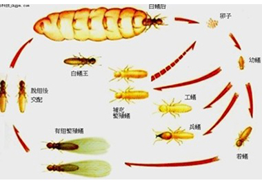 盐步白蚁防治公司:白蚁危害分布在哪里
