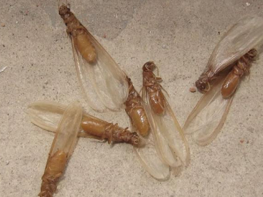 佛山验收白蚁公司——带翅膀的蚂蚁是不是白蚁？