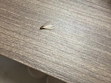 大沥验收白蚁站:为何现代高楼大厦也会呈现白蚁