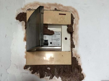 丹灶白蚁备案中心白蚁的主要食物跟危害散布范围