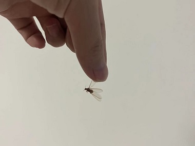 桂城白蚁备案站教你如何有效防范飞蚁（分飞期白蚁）