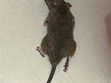 松岗病媒生物防控中心老鼠怕的常见用法有哪些