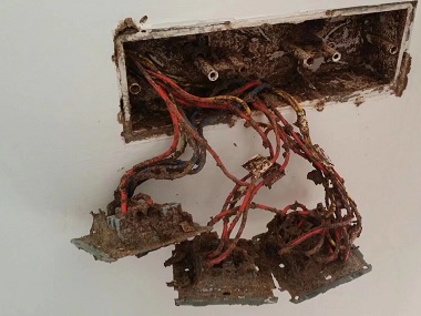 里水验收白蚁机构白蚁灭治为啥不能“一劳永逸”